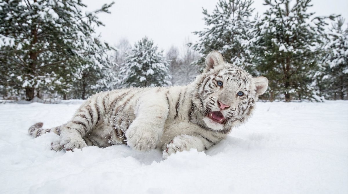 小马拉大车动物视频
